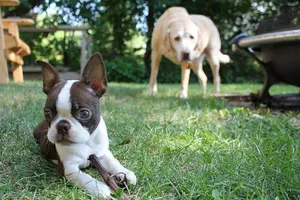 what dog r u? what dog r u?