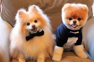 Can you tell the difference between Cute, and UGLY? Can you tell the difference between Cute, and UGLY?