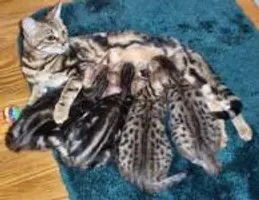 Which warrior cat are you?(all made up by me) SHE- CATS short Which warrior cat are you?(all made up by me) SHE- CATS short