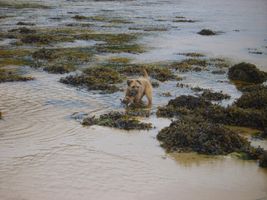 how well do you know the breed? - Border Terrier how well do you know the breed? - Border Terrier