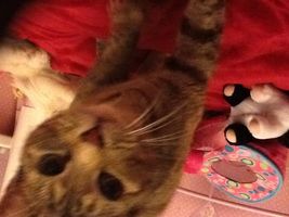 What pet is right for you What pet is right for you