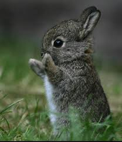 What animal are you (6) What animal are you (6)