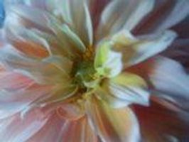 What flower are you? (1)