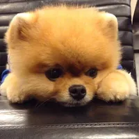 What Dog are You? (6)