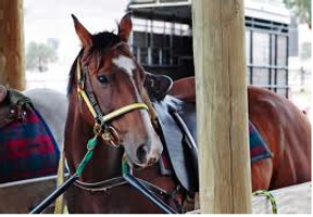 do horses like you? do horses like you?