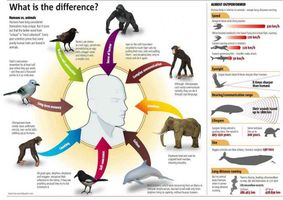 Animal Intelligence Personality Quiz Animal Intelligence Personality Quiz