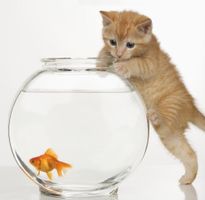 Are you a land, flying or sea animal? Are you a land, flying or sea animal?