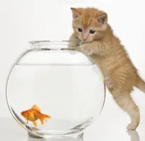 Are you a land, flying or sea animal? Are you a land, flying or sea animal?