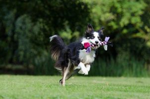 What's Your Perfect Pet? What's Your Perfect Pet?