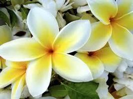 What Flower Are You? (5) What Flower Are You? (5)