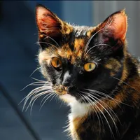 What is your spirit animal? (19)