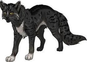 Which of these cats are you (OCS) Which of these cats are you (OCS)