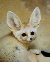 What kind of fox are you? What kind of fox are you?