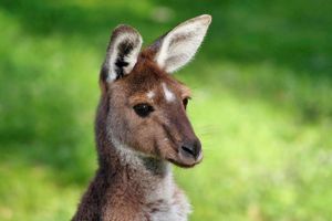 Animal Communicator Animal Communicator