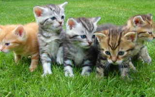 What kind of cat are you? (4)