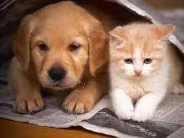 Dogs or Cats Dogs or Cats