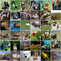 Which Endangered Animal Are You? Which Endangered Animal Are You?