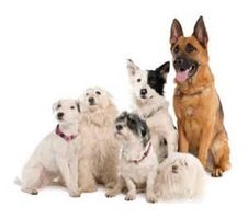 What Dog breed are you? (3) What Dog breed are you? (3)