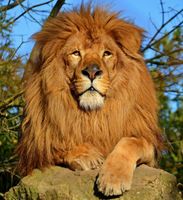What Type of Lion Are You? What Type of Lion Are You?