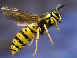 Will you get stung? Will you get stung?