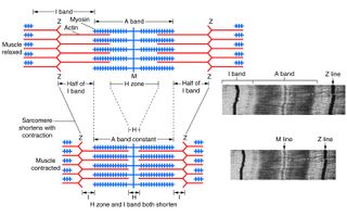 Muscle Building Quiz (1) Muscle Building Quiz (1)