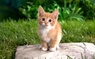 Which of my warrior cat ocs are you (My second quiz about this) Which of my warrior cat ocs are you (My second quiz about this)