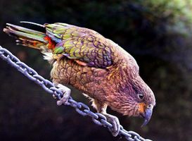 Discover Your Bird Personality Discover Your Bird Personality