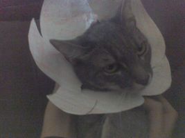 Would you like my kitty? Would you like my kitty?