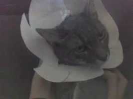 Would you like my kitty? Would you like my kitty?