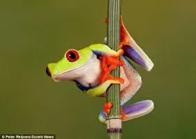 What's your spirit animal? What's your spirit animal?