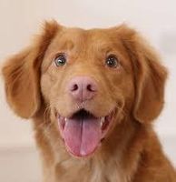 Do you know dog breeds? Do you know dog breeds?