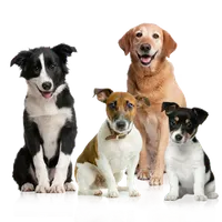 What breed is this? What breed is this?