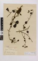 Test Your Botany Knowledge Test Your Botany Knowledge