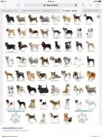 Do you know your dog breeds? Do you know your dog breeds?