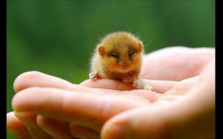 Can these little animals make you saw "AW!" Can these little animals make you saw "AW!"