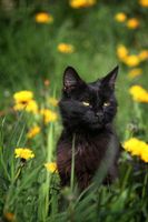 Which one of my Medicine Cats are You? Which one of my Medicine Cats are You?