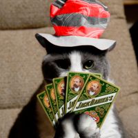 Discover Your Cat in the Hat Discover Your Cat in the Hat