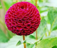 What Flower are You? (6) What Flower are You? (6)