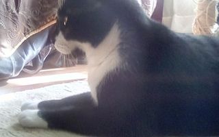 How well do you know my cats? How well do you know my cats?