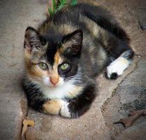 This cat is feeling: This cat is feeling: