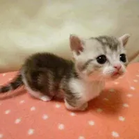 are you good with cats? are you good with cats?