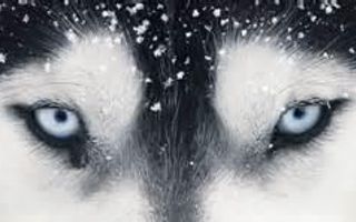 What rank are you in a wolf pack? (1) What rank are you in a wolf pack? (1)