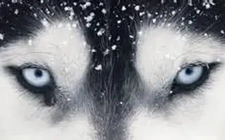 What rank are you in a wolf pack? (1) What rank are you in a wolf pack? (1)