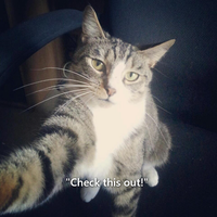 Guess the cat breed (HARD) Guess the cat breed (HARD)