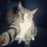 Guess the cat breed (HARD) Guess the cat breed (HARD)