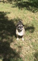 What is your spirit dog? What is your spirit dog?