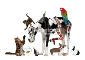 What type of animal are you (1) What type of animal are you (1)