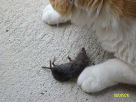Which warrior cat are you? (5) Which warrior cat are you? (5)