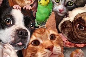 What animal are you? (63) What animal are you? (63)