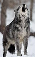 What rank are you in your wolf Pack? What rank are you in your wolf Pack?